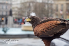 Harris Hawk in Trafalgar Square