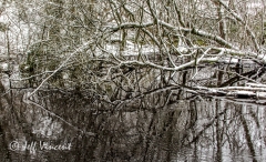 Pond in Radyr Woods