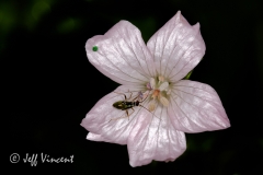 Flower with Bug