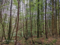 Woods near Gwaelod y Garth