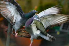 Pigeon fight