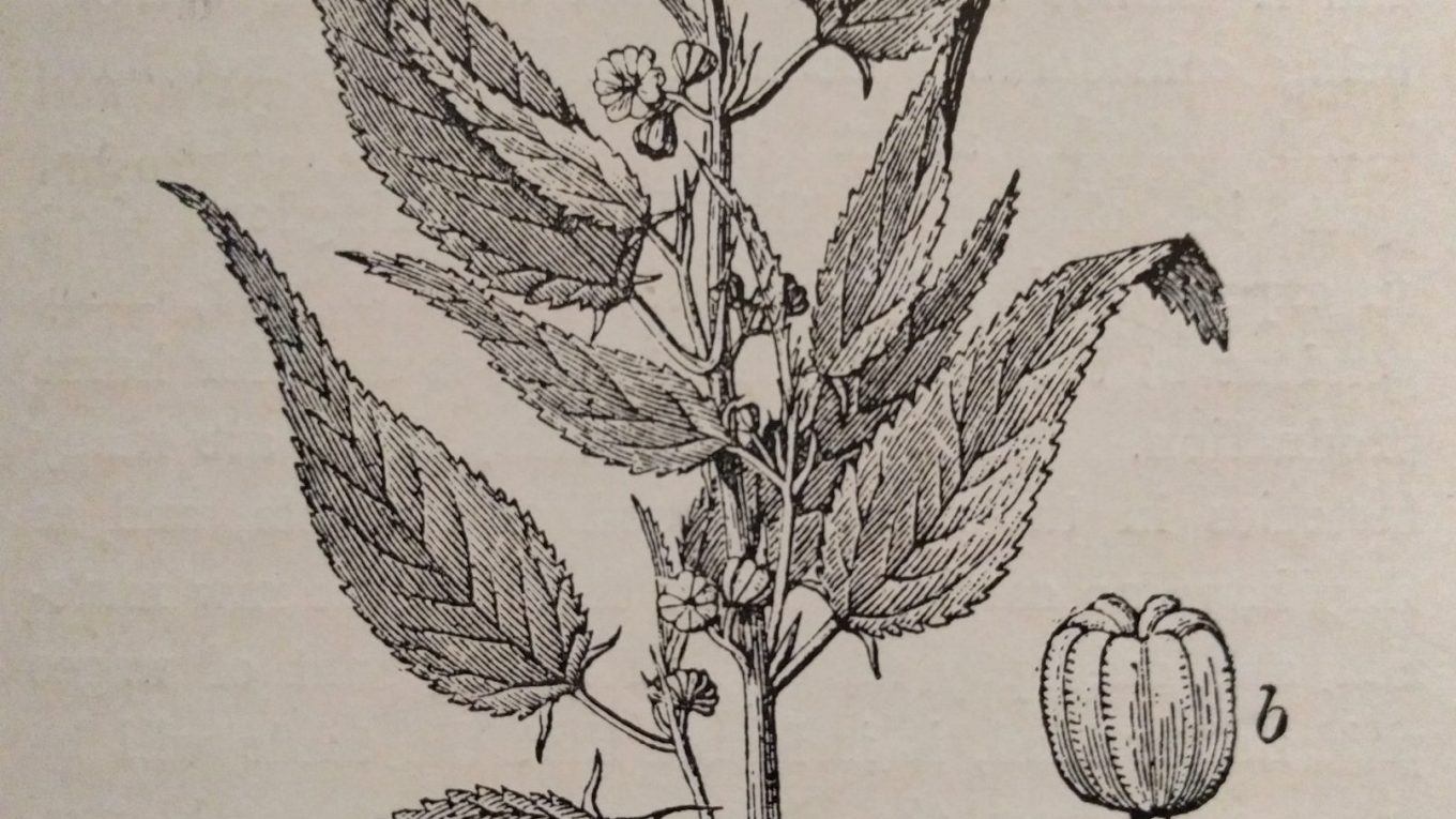 Image of La Plante de Jute (gravure) by English School, (19th century)