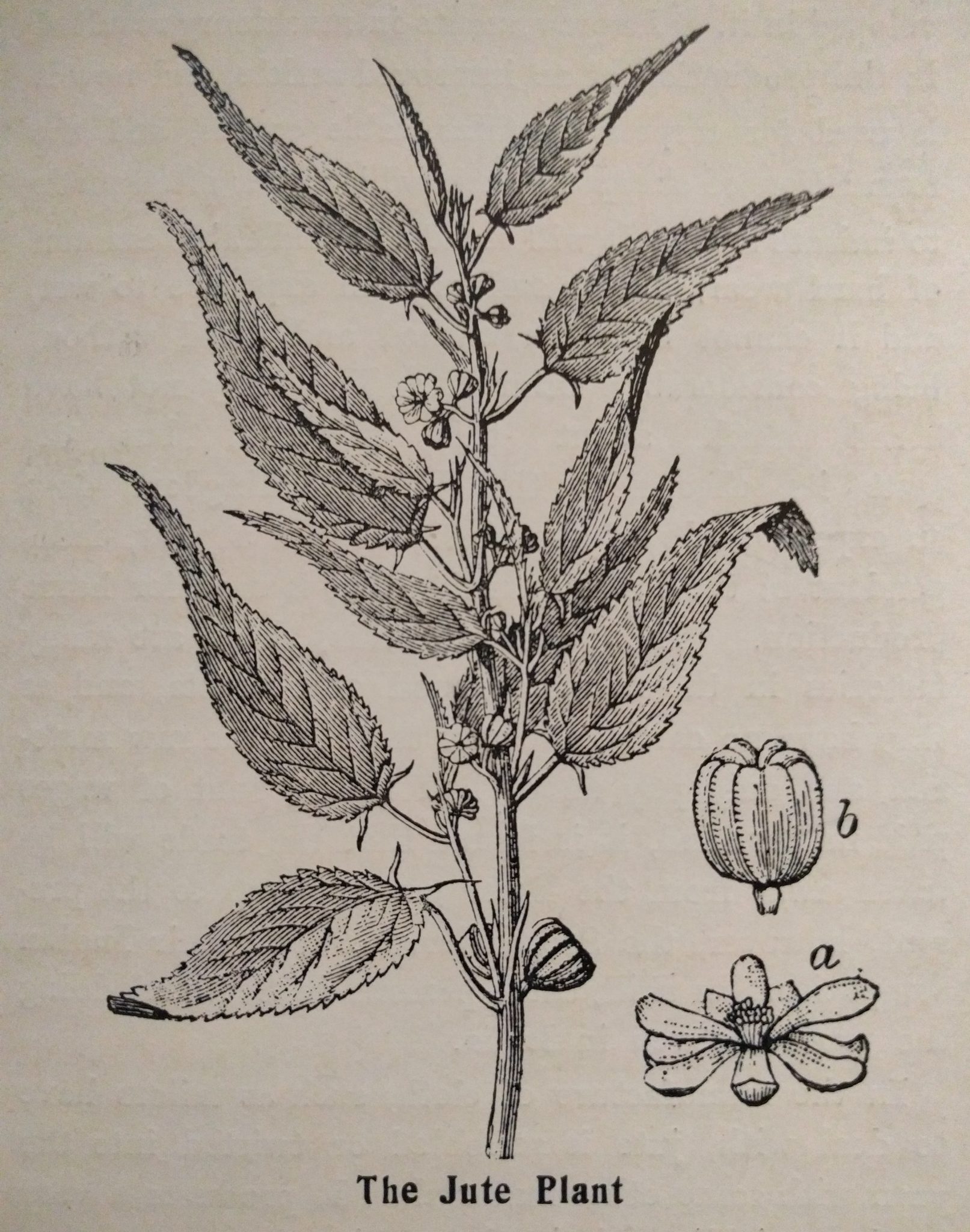An Illustration of Byttneria herbacea Roxb: a: Habit, b: Flower, c:... |  Download Scientific Diagram